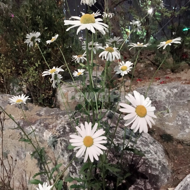 꽃,자연,식물,감성사진,여름,flower,plant,nature