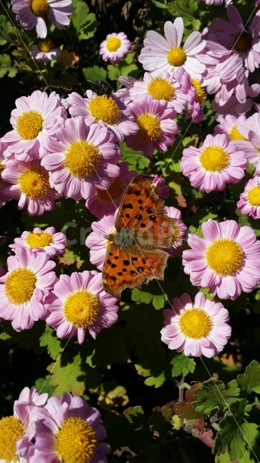 꽃,나비,정원,국화,정물화,식물,자연,plants,nature,꽃,flower,동물,animal,곤충,벌레,insect,bug
