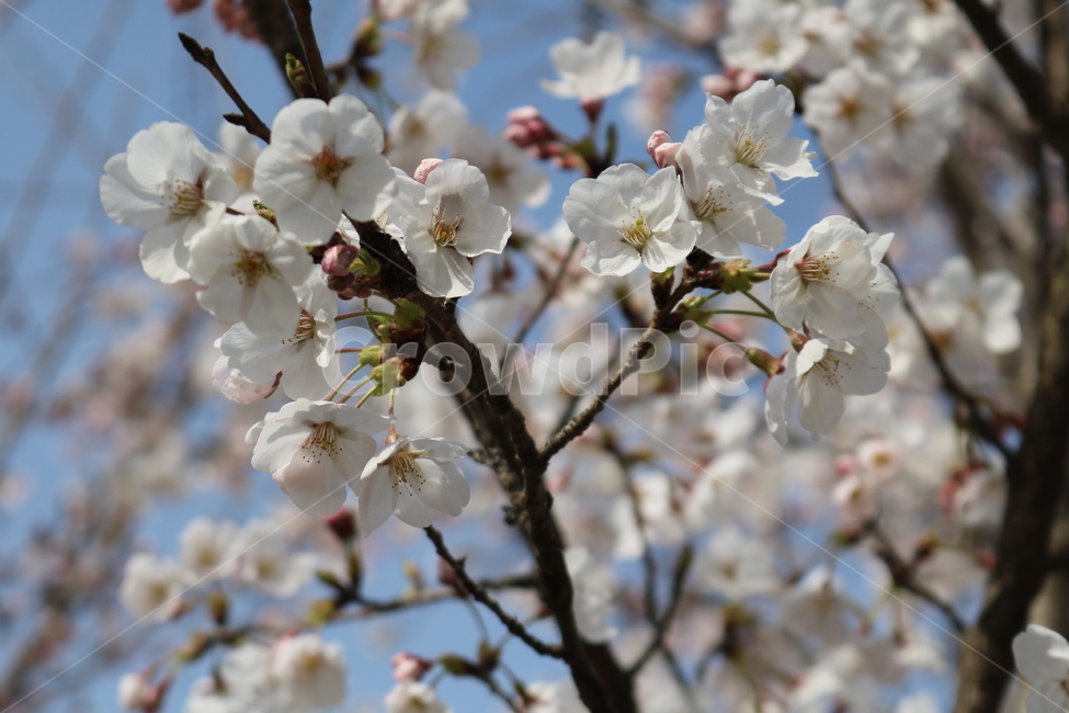 plant,식물,blossom,꽃,flower,벚꽃