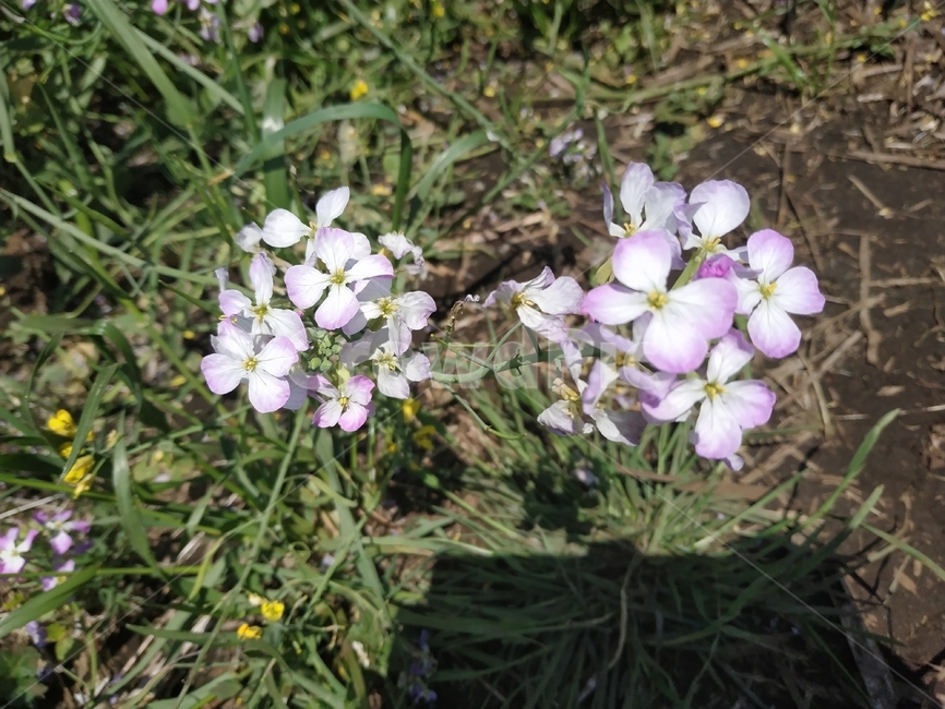 꽃,flower,식물,blossom,냉이꽃,식물,자연,plants,nature,꽃,flower