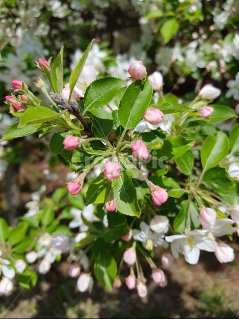 벚꽃,식물,꽃,plant,blossom