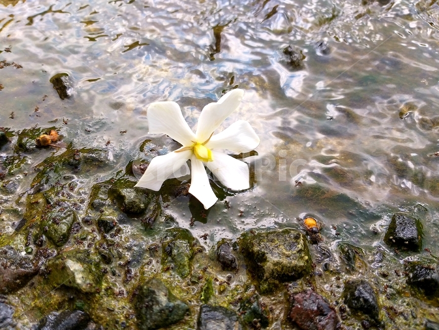 치자,capejasmine,약용식물,자연,치자꽃