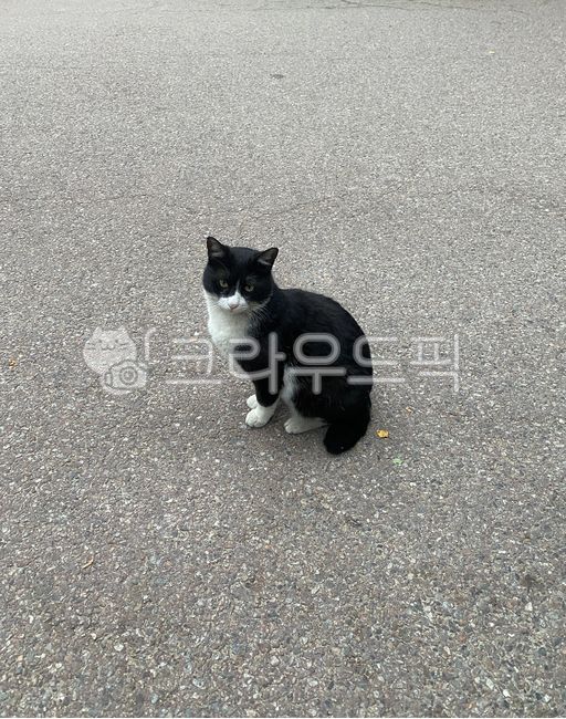 고양이,반려묘,냥이,야옹이,애완동물,냥냥이,cat,pet,animal,cute,길냥이,road,포유류,동물,도로