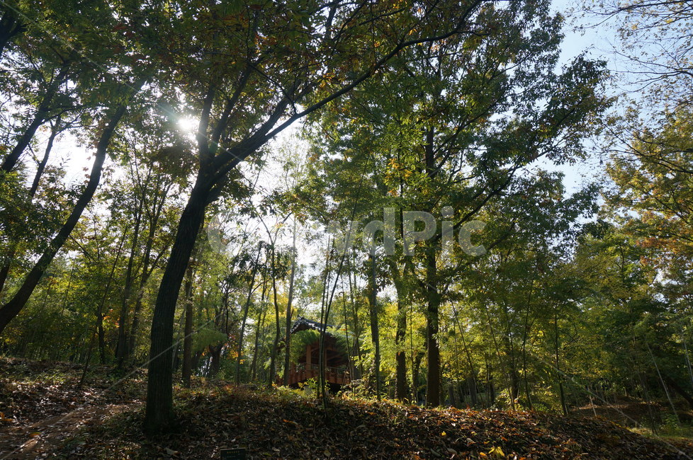 자연,햇볕이비추는숲,힐링,숲속,숲,나무,자연,풍경,nature,landscape,plant,식물,tree,vegetation,초목,tree trunk,나무 줄기,woodland,삼림지,land,땅,outdoors,옥외,forest,grove,작은 숲