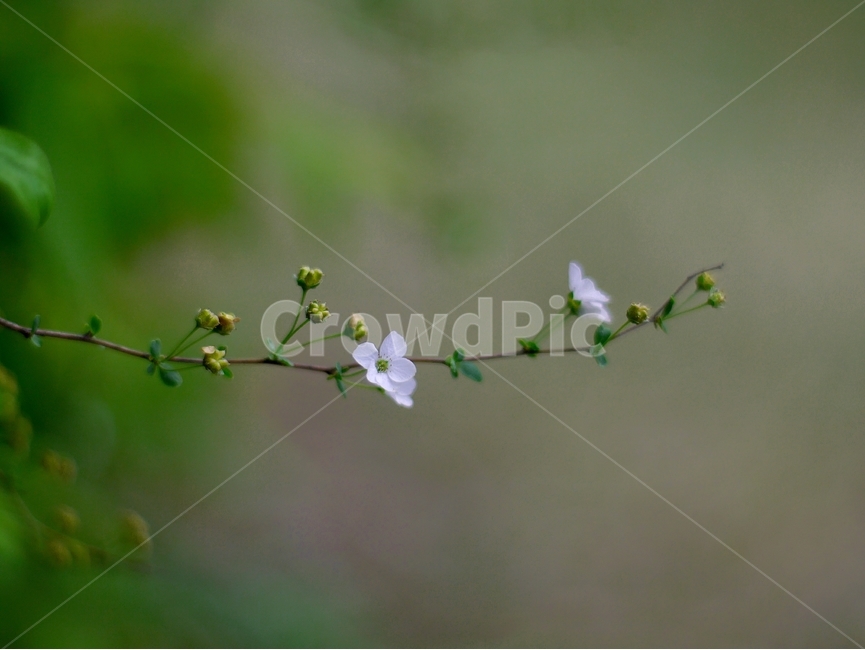 봄,자연,꽃,숲,여름,초록,분홍,봄,계절,spring,season,식물,자연,plants,nature,꽃,flower,plant