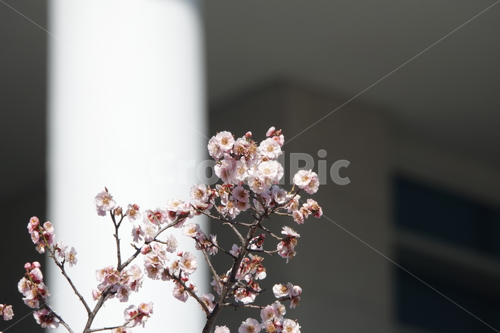 식물,꽃,벚꽃,봄,plkant,blossom,flower,cherryblossom,봄,계절,spring,season,식물,자연,plants,nature,꽃,flower