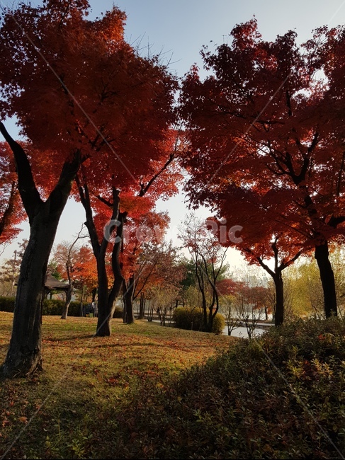 가로수,단풍,가을,단풍나무,maple