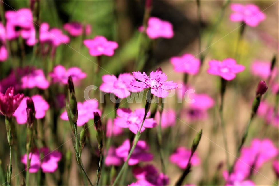 꽃,flower,식물,plant,패랭이꽃,식물,자연,plants,nature,꽃,flower