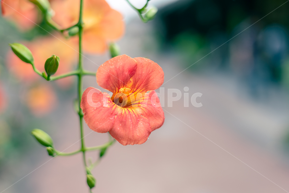 꽃,빗방울,식물,이슬,자연,식물,자연,plants,nature,꽃,flower