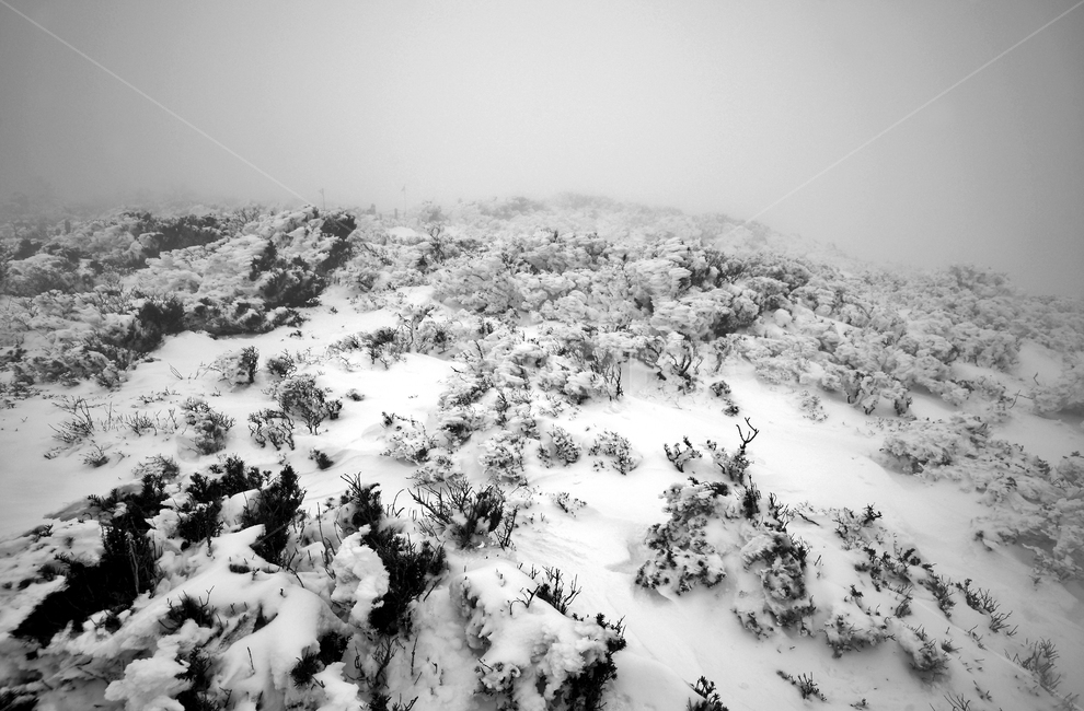 한라산,설경,제주도,영실코스,눈,겨울,설화,안개,겨울,계절,winter,season