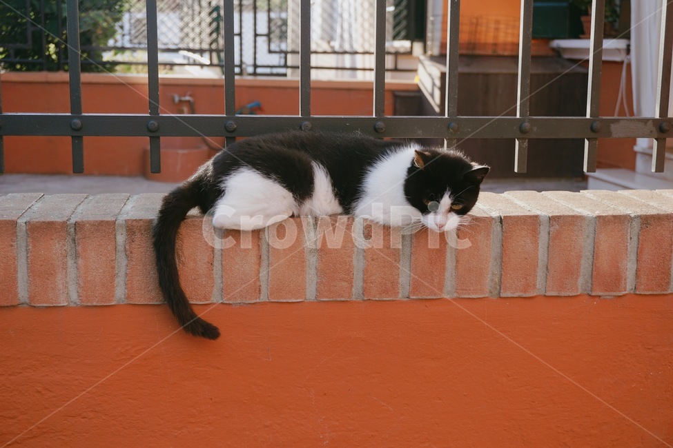 고양이,휴식,길고양이,골목,담벼락,동물,animal,포유류,mammal,고양이,cat,kitten,kitty