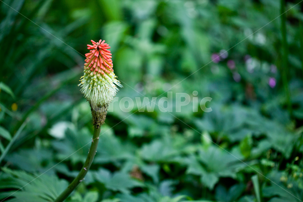 식물,녹색배경,자연,plantae,kniphofiacaulescens,니포니아,녹색풍경,식물,자연,plants,nature