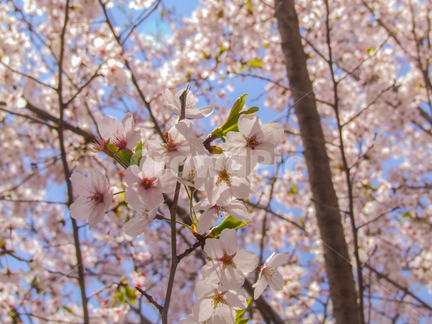 봄,벚꽃,계절,벚꽃나무,꽃놀이,꽃,나무,식물,자연,plants,nature,trees,cherryblossom,season,flowers