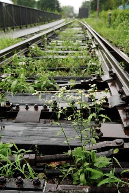 철로,기차,열차,꽃,여름,계절,train,rail,flower
