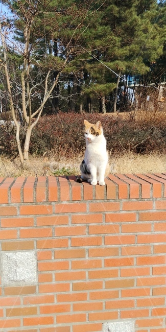 고양이,삼색고양이,길고양이,앉은모습,풍경,야옹이
