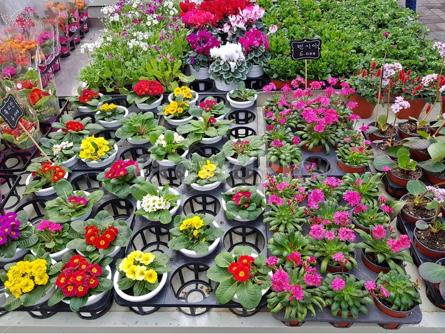 꽃,flower,blossom,식물,화분