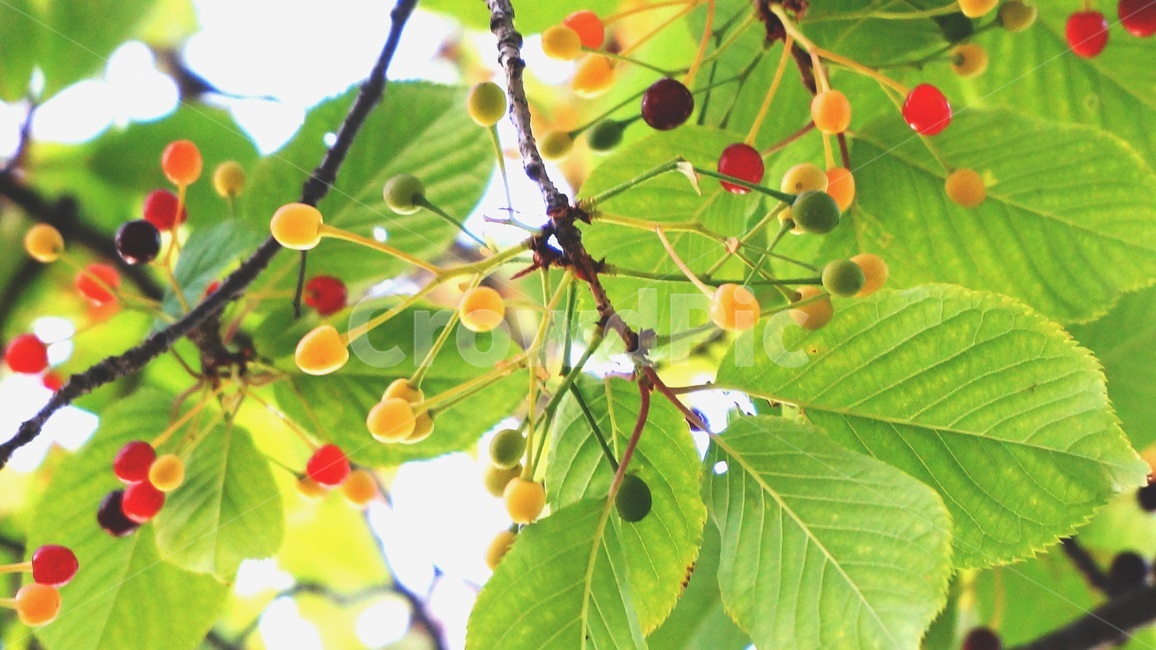 나무,나뭇잎,열매,하늘,나무열매,식물,자연,plants,nature,과일,열매,fruit