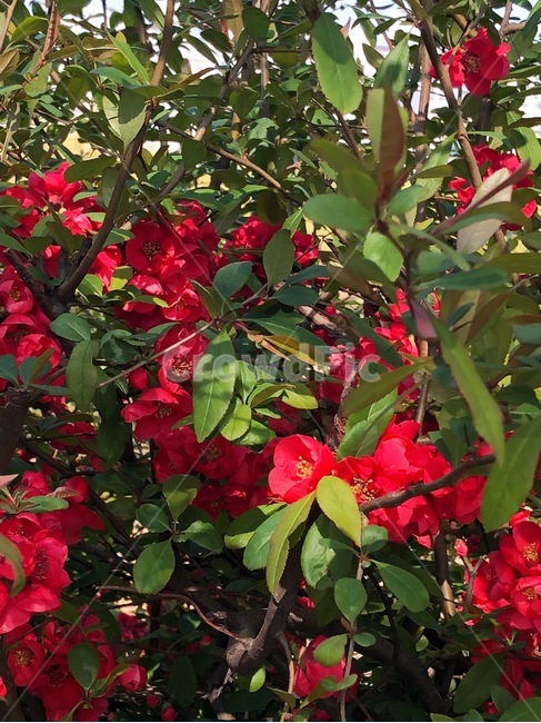 꽃,식물,자연,아름다운,flower,nature,colorful,plant,빨간색,red,강렬한