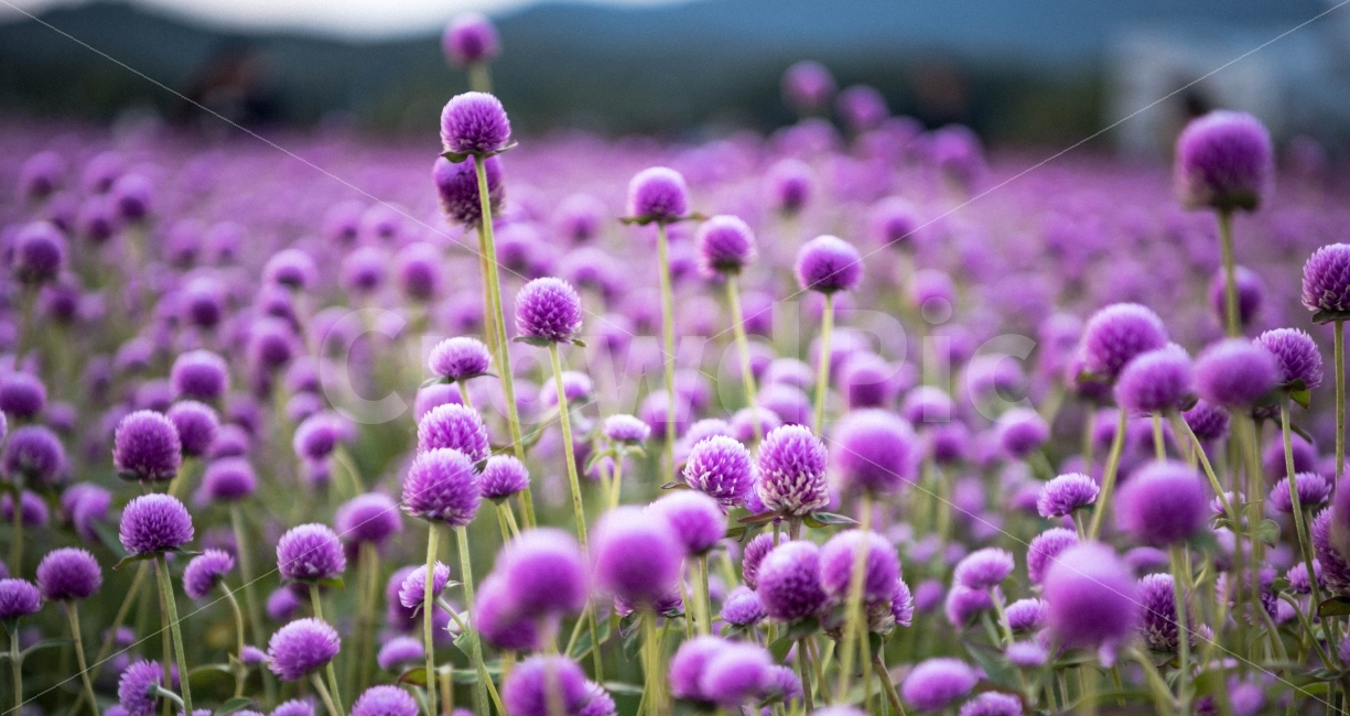 양주,분홍,꽃,감성,이쁘다,식물,자연,plants,nature,꽃,flower,감성,sensible,feeling