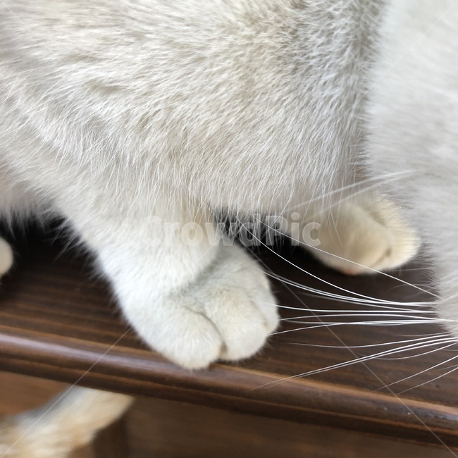 길고양이,동물,앉아있는고양이,고양이발,치즈고양이