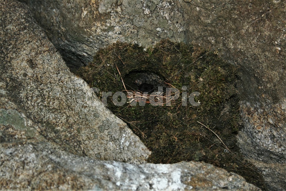 물까마귀둥지,물까마귀,참새목,텃새,야생동물,난생동물,자연,풍경,nature,landscape,rock,록,hole,구멍