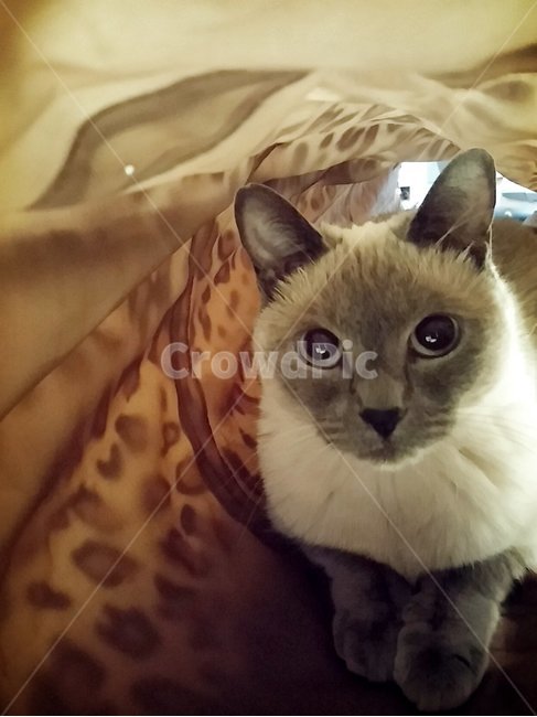 동물,반려묘,귀염이,빤히,사랑스러움,동물,animal,포유류,mammal,고양이,cat,kitten,kitty