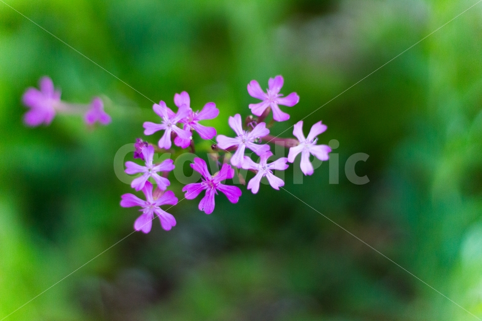 꽃,식물,야생화,가을,가을꽃,식물,자연,plants,nature,꽃,flower