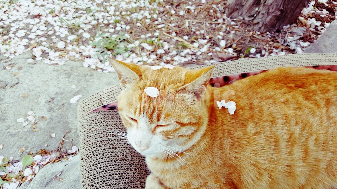 고양이,치즈냥,길고양이,노랑이,벚꽃,길냥이,그루밍,벚꽃냥이,봄은고양이