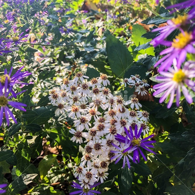 식물,꽃,봄,가을,여름,보라색,보라,식물,자연,plants,nature,꽃,flower