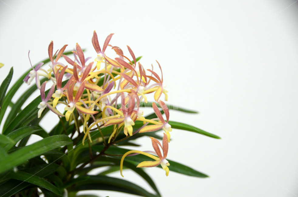 풍란,風蘭,난초,야생란,꽃,식물,자연,plants,nature,꽃,flower