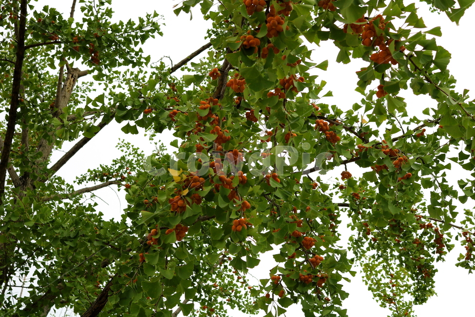 은행,은행나무,열매,나무,식물,낙엽교목,농산물,나뭇잎,자연,간식,과일,열매,fruit