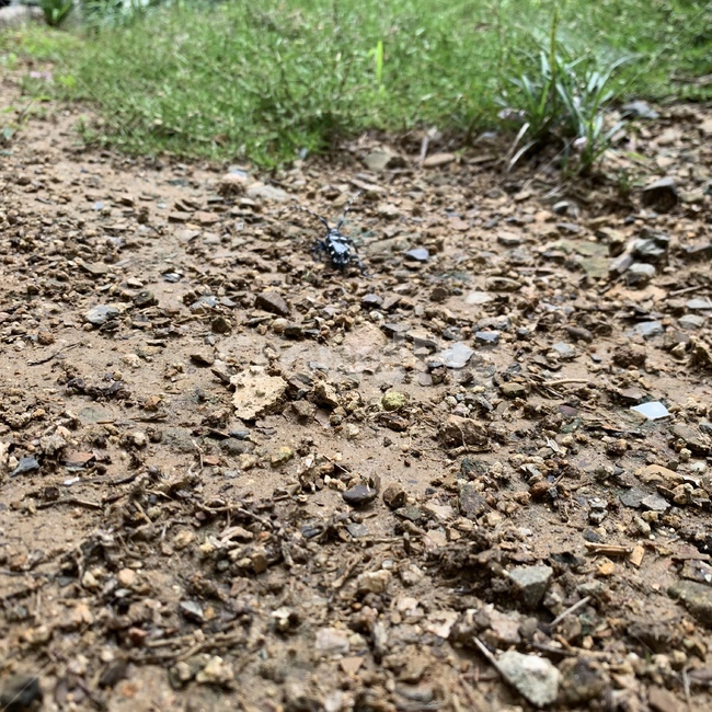 벌레,곤충,자연,insect,bug