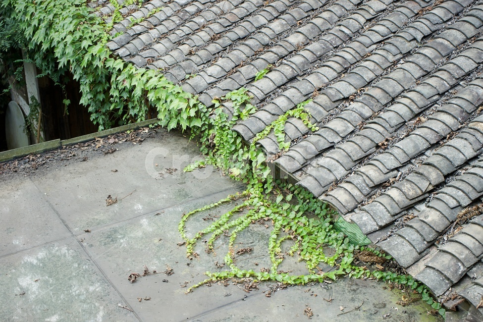 roof,지붕,덩굴,아이비,rooftile,tiledroof,기와,옥상,옥외,식물,옛날,전통의,기와지붕,오래된