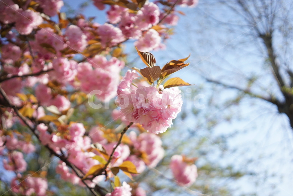 벚꽃,꽃,핑크,하늘,나무,봄,계절,spring,season,식물,자연,plants,nature,꽃,flower,plant,cherry blossom,blossom