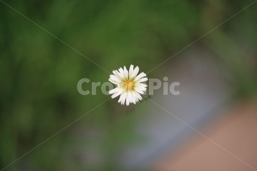flower,꽃,들꽃,식물,자연,식물,자연,plants,nature,꽃,flower