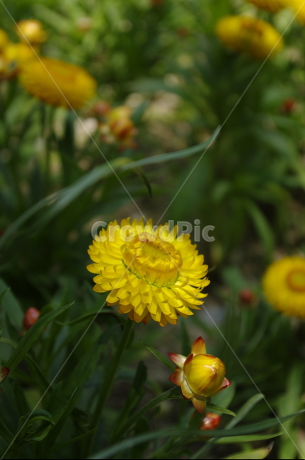 종이꽃,꽃,flower,식물,plant,계절,봄,spring,식물,자연,plants,nature,꽃,flower