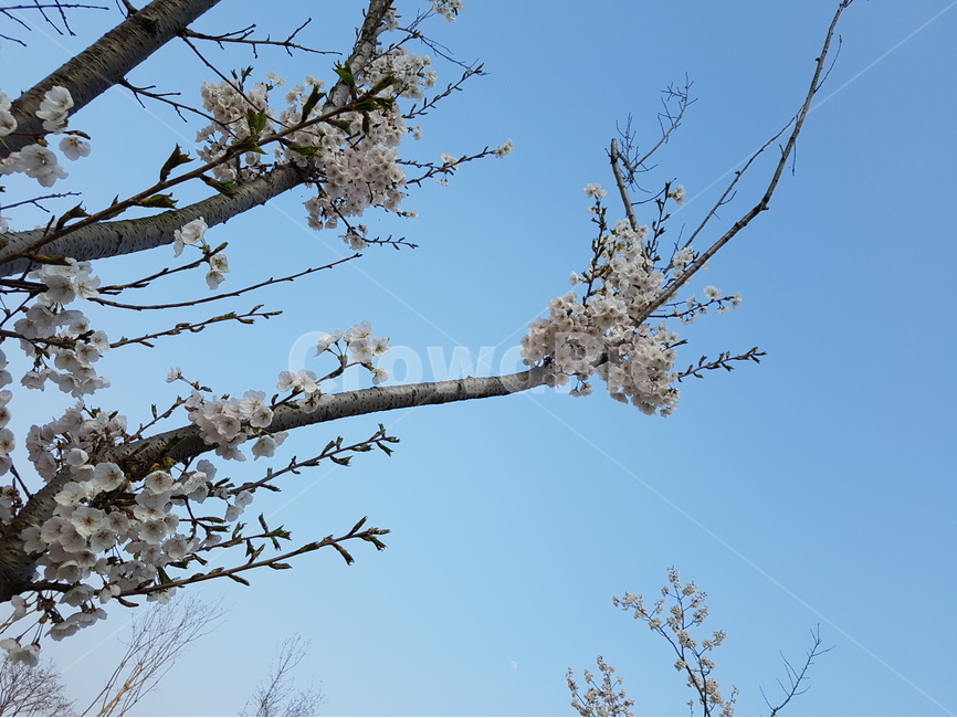 벚꽃,봄,하늘,풍경,꽃,봄,계절,spring,season,자연,풍경,nature,landscape,식물,plants,꽃,flower,plant,blossom