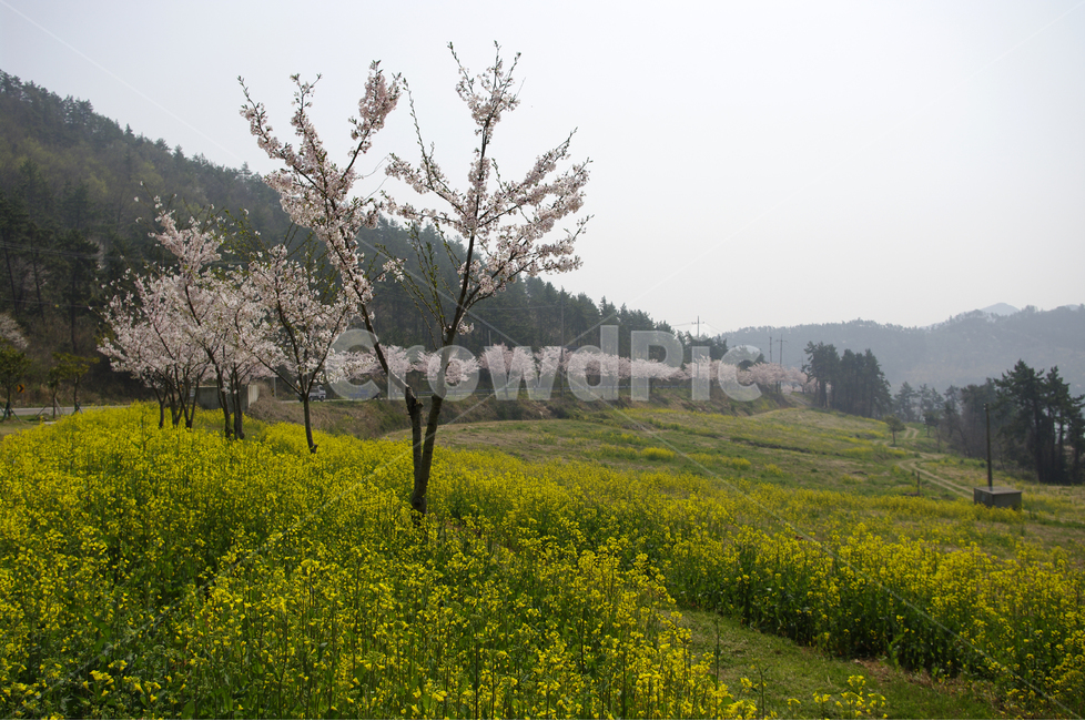 섬,바다,유채,꽃,봄,봄날,봄풍경,감성,spring,flower,노란색,진도,남해,섬풍경,island,봄길,산책,봄나들이,벚꽃,봄,계절,spring,season,자연,풍경,nature,landscape,한국자연풍경,한국자연경관,korea nature landscape,grassland,목초지,outdoors,옥외,field,들