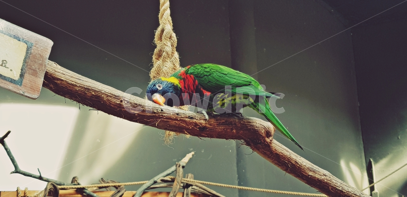 오색앵무,앵무새,새,bird,rainbowlorikeet,서울대공원,동물원,조류,새,birds