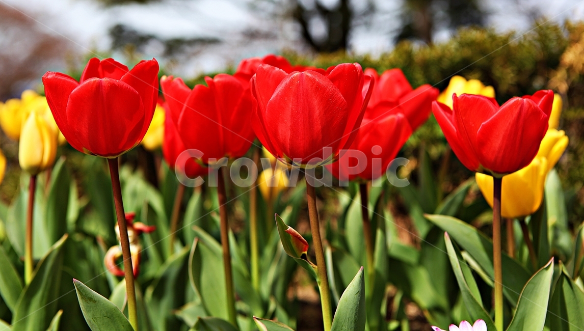 튤립,꽃,식물,자연,배경,공원,자유공원,식물,자연,plants,nature,꽃,flower