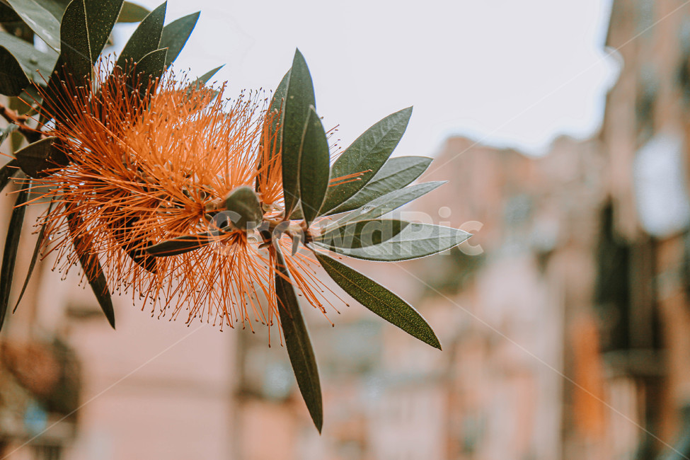 꽃,leaf,잎,plant,식물,자연