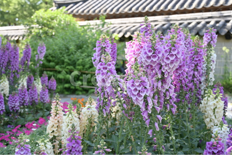 꽃,flower,여름,summer,따뜻함