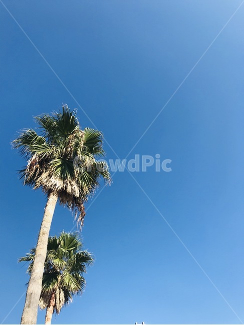 야자수,여름,하늘,나무,해변,나무,trees,wood