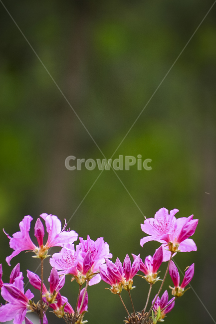 꽃,분홍꽃,붉은꽃,접사,매크로,봄날,철쭉,azalea,royalazalea