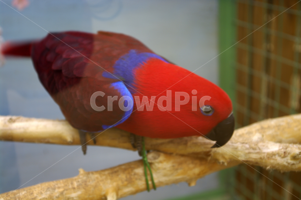 새,앵무새,조류,color,부리,날개,동물,animal,조류,새,birds