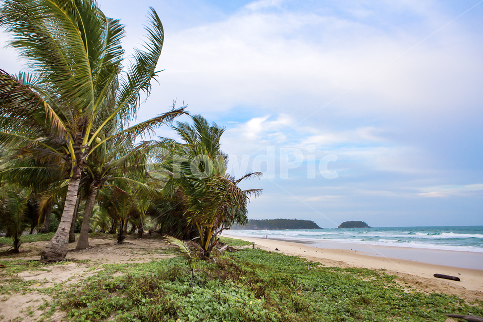 ocean,대양,nature,자연,water,물,outdoors,옥외,sea,동남아,태국,푸켓,바다,바닷가,해안,해안가,모래사장,모래,백사장,해수욕장,해수,바닷물,파도,물거품,거품,파라솔,바다경치,백그라운드,비치의자,바람,리조트,야자나무,방풍림,풍경,배경,thailand,phuket,resort,휴양지,의자,summer,여름,피서객,해변,해변가,비치,beach,tree,나무,plant,식물,palmtree,야자수,sand,해변,바다,beach,sea