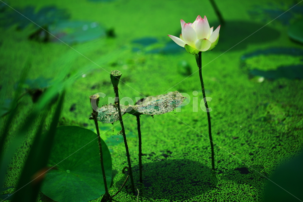 연꽃,물꽃,부처님꽃,불교꽃,연못꽃,식물,자연,plants,nature,꽃,flower
