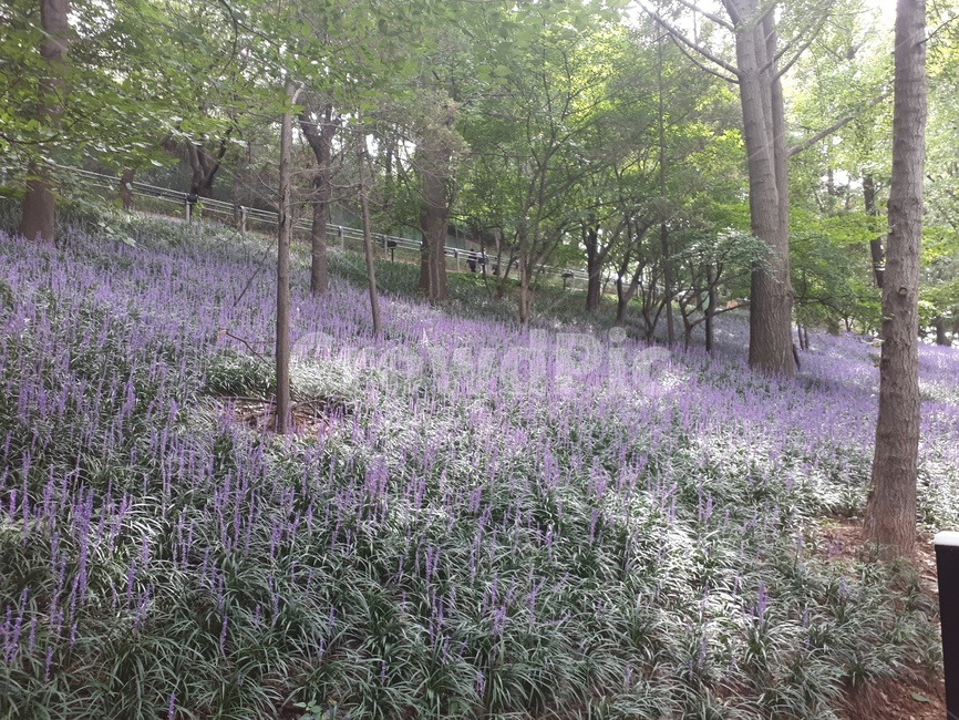 라일락,공원,꽃밭,자연,보라색,purple,flower,자연,풍경,nature,landscape,arbour,정자,garden,정원,outdoors,옥외