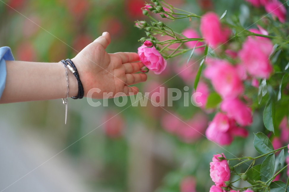 장미,감성,꽃,플라워,로즈,rose,느낌,생명,생물,식물,녹색,그린,색감,컬러