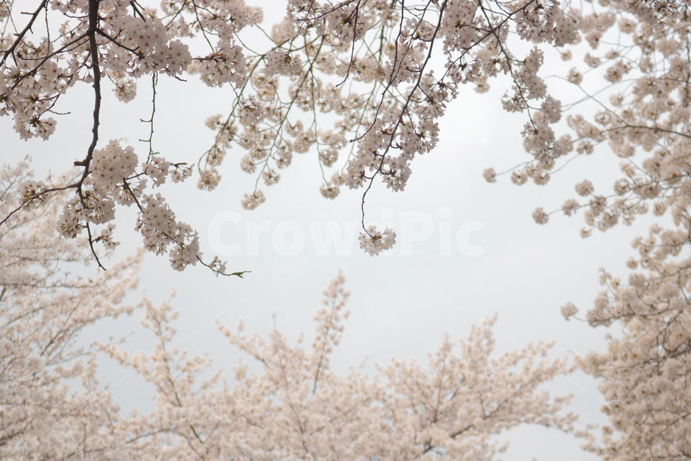 벚꽃,꽃놀이,벚꽃엔딩,꽃,플라워,봄꽃,꽃잎,흩날리다,자연,식물,봄,계절,spring,season,자연,풍경,nature,landscape,blossom,cherry blossom,plant,flower